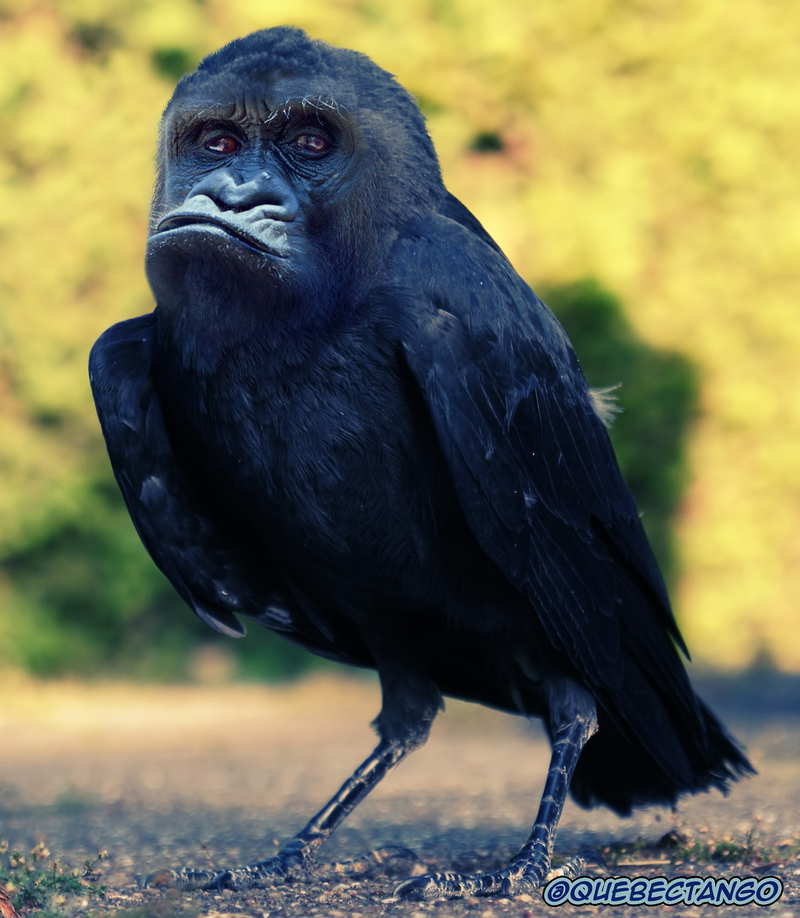 Illustration for article titled Yikes, these animal hybrids are so hilariously terrifying